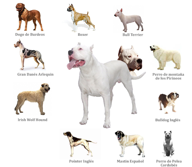 The Dogo Argentino History begins from 