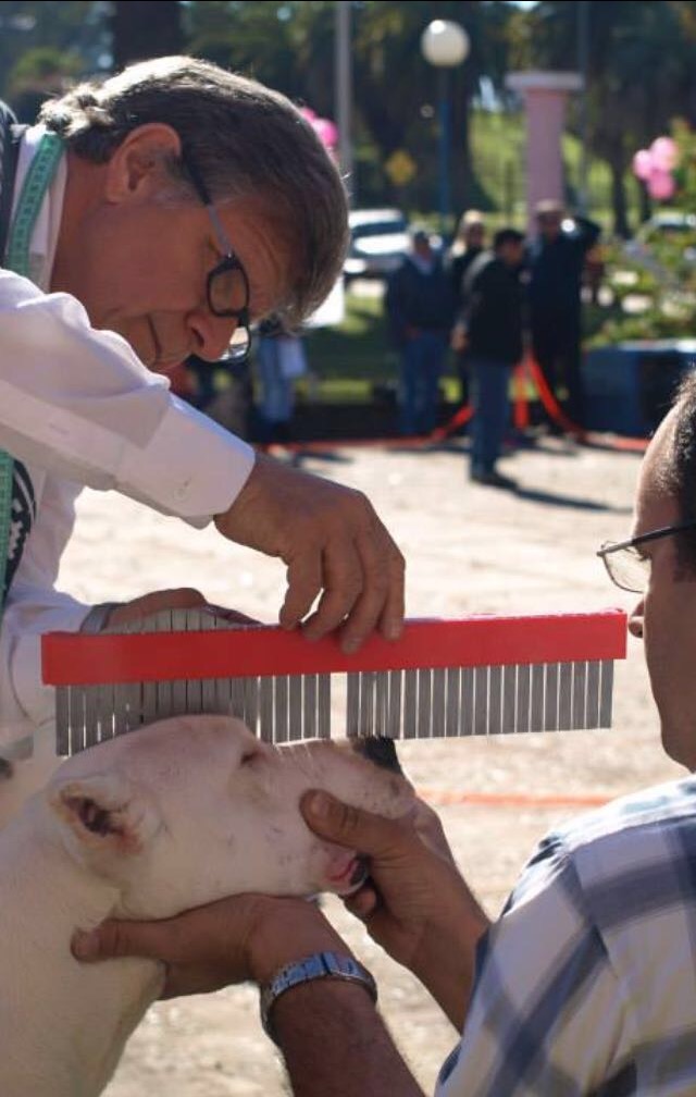 argentinian mastiff getting measured
